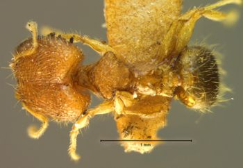 Media type: image;   Entomology 8947 Aspect: habitus dorsal view